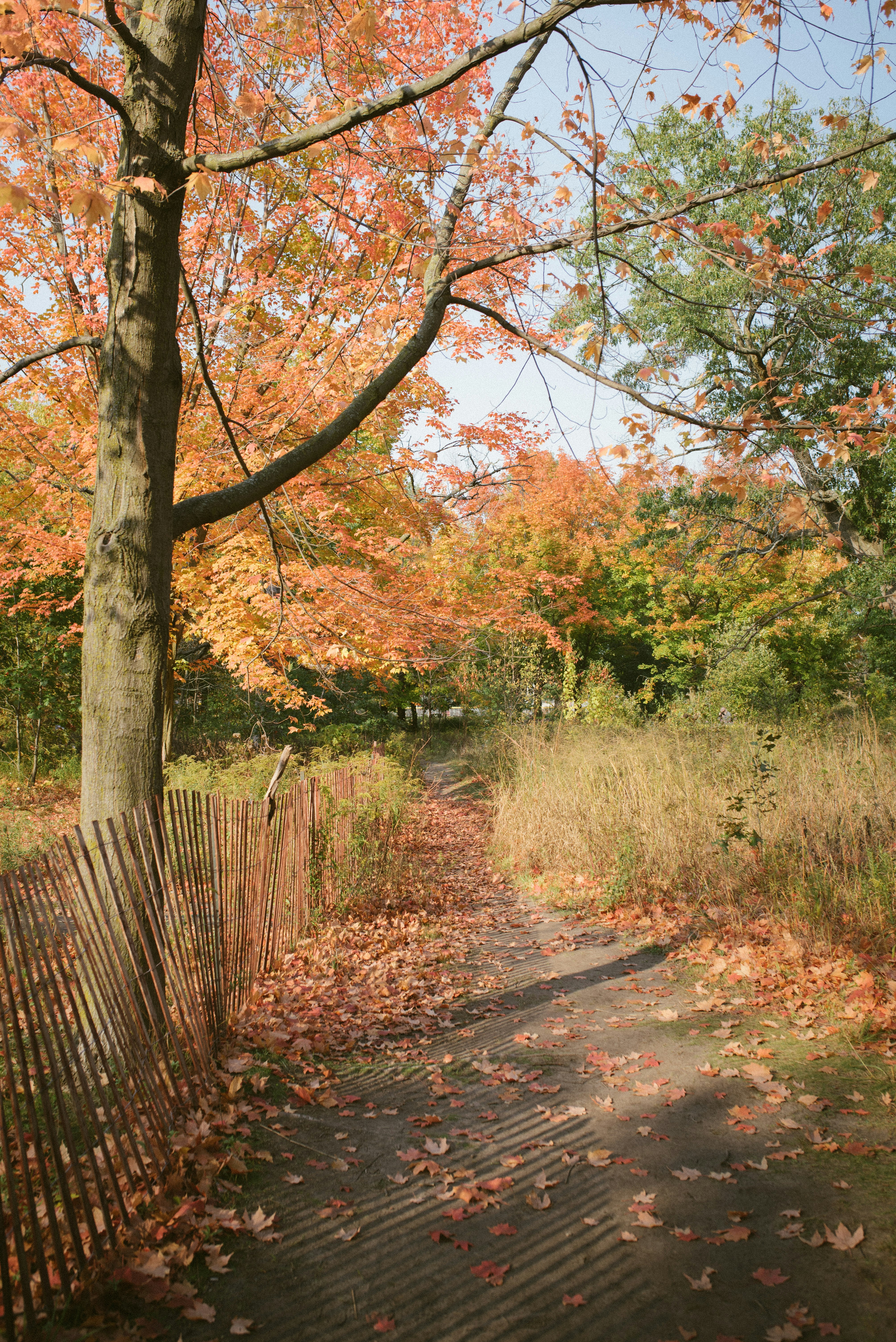 brown trees on brown dirt road during daytime